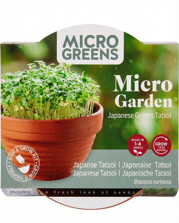 Brassica narinosa – Tatsoi Microgreens Terrakotta-Schale aus Samen gezogen