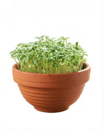 Tatsoi Microgreens Terracotta-Schale Samen – Anzucht-Set von SeedsChoice