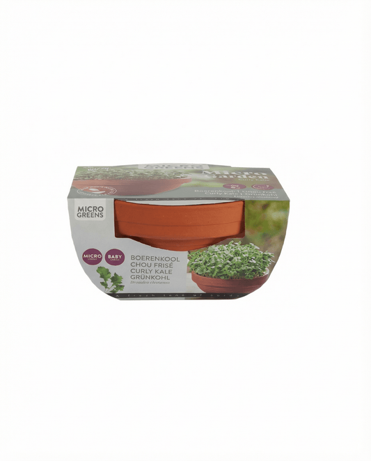 Grünkohl Microgreens Terracotta Dish (Brassica oleracea) – Anzucht-Set Samen von SeedsChoice