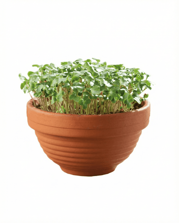 Grünkohl Microgreens Terracotta Dish Samen – Anzucht-Set von SeedsChoice