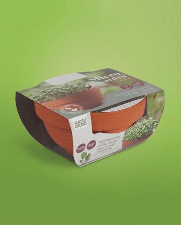 Brassica oleracea – Grünkohl Microgreens Terrakotta-Schale aus Samen gezogen