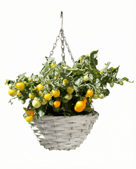 Zwerg-Kirschtomatensamen Gourmandise Yellow Solanum Lycopersicum Ampel