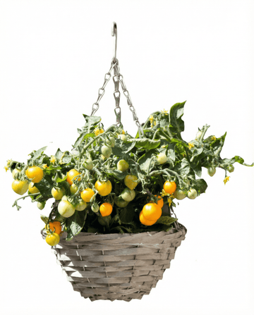 Solanum lycopersicum – Zwergkirschtomate Gourmandise Yellow Hängeampel aus Samen gezogen