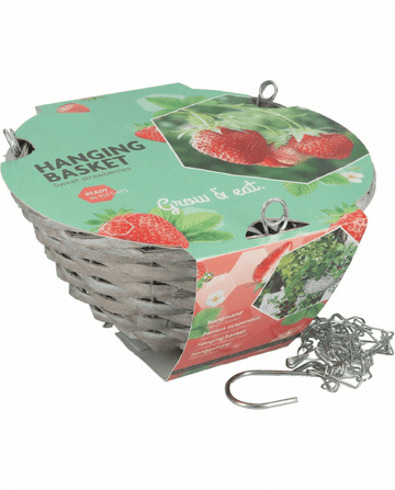 Fragaria × ananassa – Hängekorb-Erdbeere Temptation aus Samen gezogen