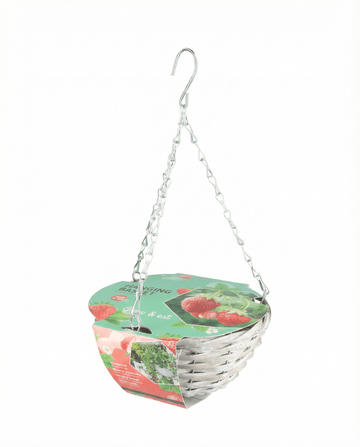 Hängekorb-Erdbeere Temptation Samen – Anzucht-Set von SeedsChoice