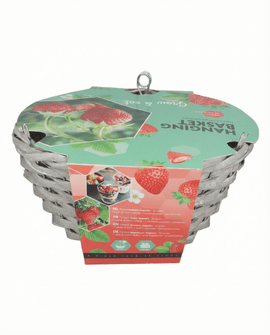 Ampel-Erdbeere Samen Fragaria Ananassa Temptation Sortenset