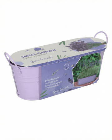 Lavendel (Lavandula angustifolia) – mehrjähriges Anzucht-Set Samen von SeedsChoice