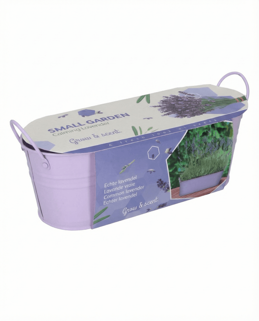 Lavendel (Lavandula angustifolia) – mehrjähriges Anzucht-Set Samen von SeedsChoice