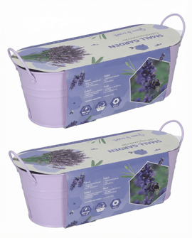 Lavender Seeds Lavandula Angustifolia Perennial Herb Kit