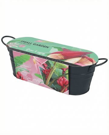 Musa velutina – Rosa Banane als Zimmerpflanze aus Samen gezogen