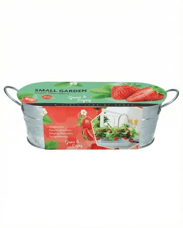 Fragaria ananassa – Hanging Strawberry Fruit grown from seed