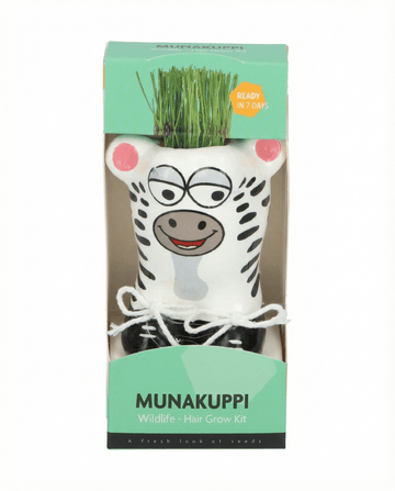 Lolium multiflorum – Gras Zebra aus Samen gezogen