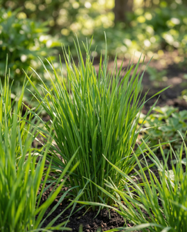 Katzengras Samen Hordeum Vulgare Starterkit