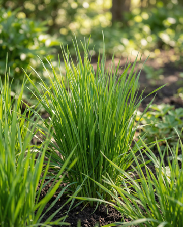 Cat Grass Barley seeds (Hordeum vulgare) – grow kit