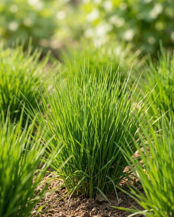 Cat Grass Barley (Hordeum vulgare) – grow kit seeds from SeedsChoice