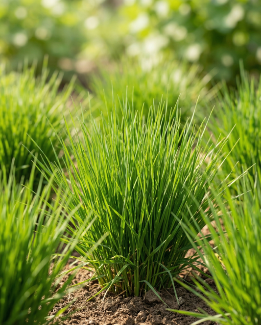 Cat Grass Barley (Hordeum vulgare) – grow kit seeds from SeedsChoice