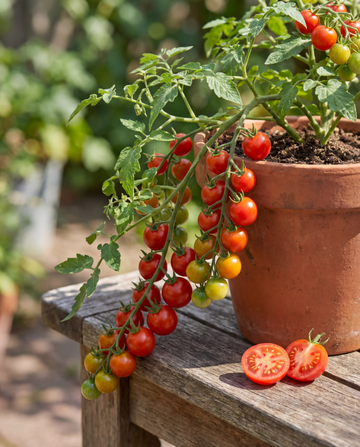 Cherry Tomato Tomfall Hanging (Solanum lycopersicum) – annual vegetable seeds from SeedsChoice