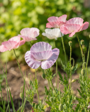 Mohn Mother Of Pearl Samen (Papaver rhoeas) – einjährige Blume