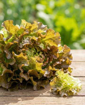 Leaf Lettuce Tape (Lactuca sativa) – annual seed tape seeds from SeedsChoice