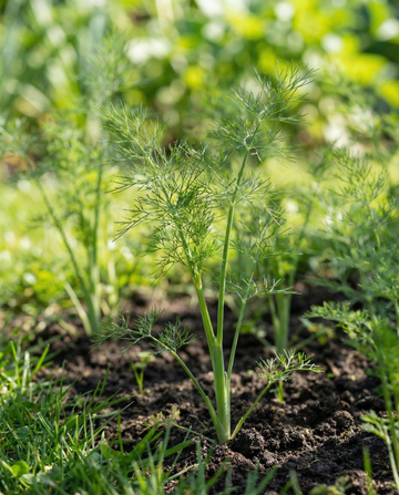Dill Pads 4 Pack (Anethum graveolens) – einjährige Saatpads von SeedsChoice