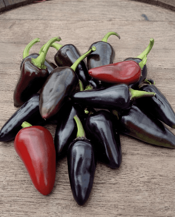 Fresno Red Pepper seeds (Capsicum annuum) – annual vegetable