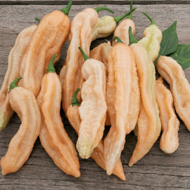 Dorset-Pink-Chilisamen Capsicum Chinense einjährige Gemüsesorte