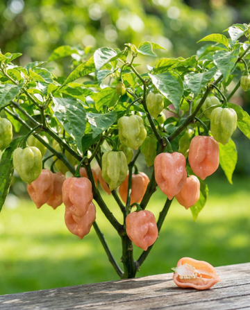 Habanero Pink Pepper (Capsicum chinense) – annual vegetable seeds from SeedsChoice