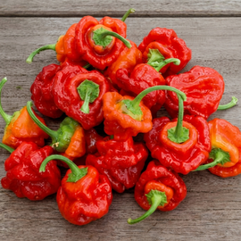 Scotch Bonnet Pepper Seeds Capsicum Chinense Annual Red