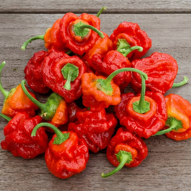 Scotch Bonnet Pepper Red seeds (Capsicum chinense) – annual vegetable