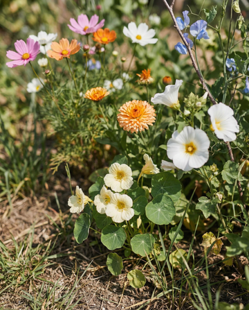 Kollektion Einsteiger-Mix mit Etiketten, Stift & Anleitung – einjährige Blumensamen von SeedsChoice