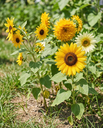 Sonnenblume 6 Varieties Collection Set (Helianthus annuus) – einjährige Blumensamen von SeedsChoice