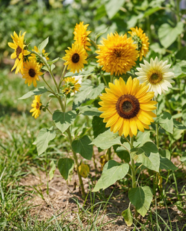 Sunflower Seeds Helianthus Annuus Annual 6 Varieties Collection Set