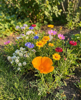 Flowers For Bees Seeds Annual Low Mix 15m2 Full Sun