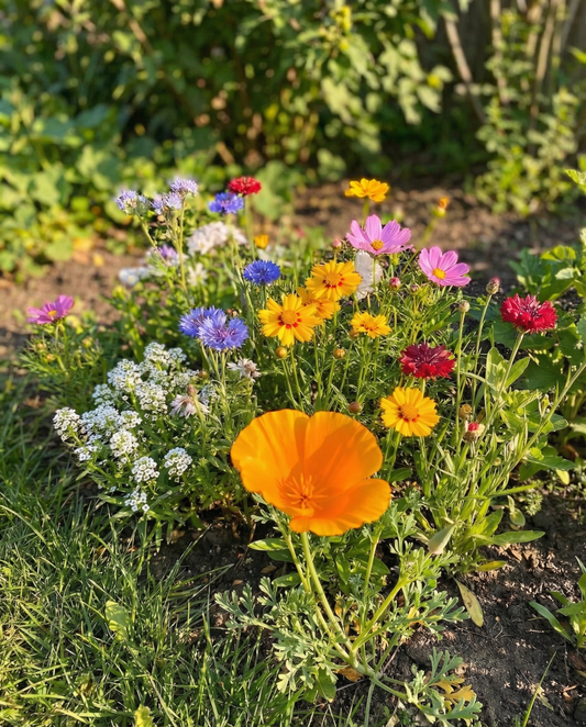 For Bees Low Mix 15m2 Full Sun – annual flower seeds from SeedsChoice