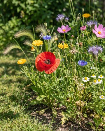 For Birds Mix 15m2 Coverage – annual flower seeds from SeedsChoice