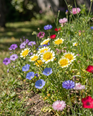 Native Wildflower Mix Blend 25m2 Coverage seeds – annual flower