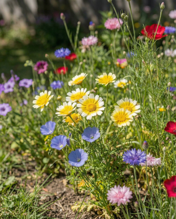 Native Wildflower Mix Blend 25m2 Coverage – annual flower seeds from SeedsChoice