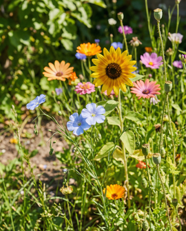 Flowers For Birds Seeds Annual Mix 50m2 Coverage