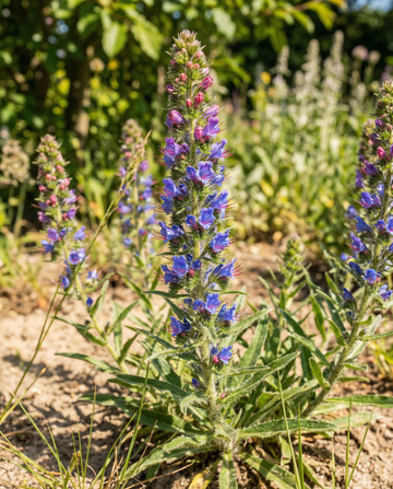Natternkopf Mischung (Echium vulgare) – zweijährige Blumensamen von SeedsChoice