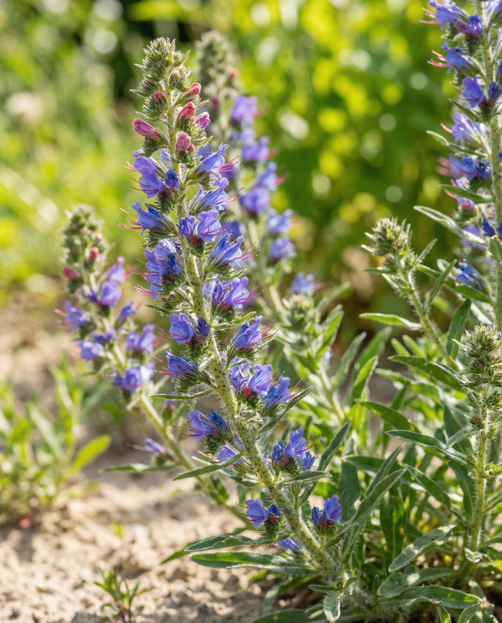 Viper's Bugloss Mix seeds (Echium vulgare) – biennial flower