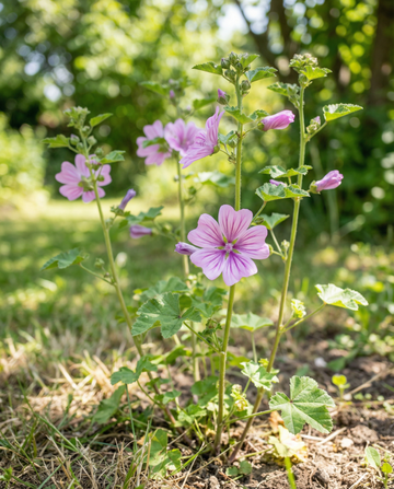Malven-Mischung (Malva sylvestris) – zweijährige Blumensamen von SeedsChoice