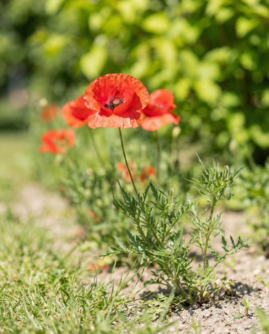 Common Poppy Mix (Papaver rhoeas) – annual flower seeds from SeedsChoice