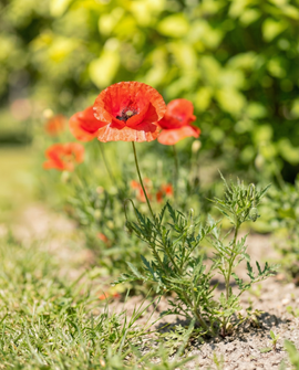 Common Poppy Seeds Papaver Rhoeas Annual Flower Mix