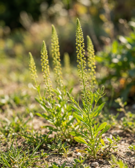 Dyer's Weed Seeds Reseda Luteola Biennial Flower Mix
