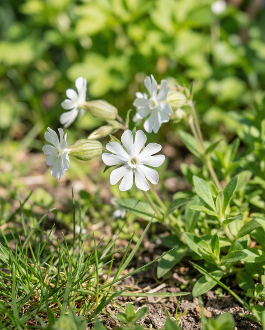 Weiße Lichtnelke (Silene latifolia) – mehrjährige Blumensamen von SeedsChoice