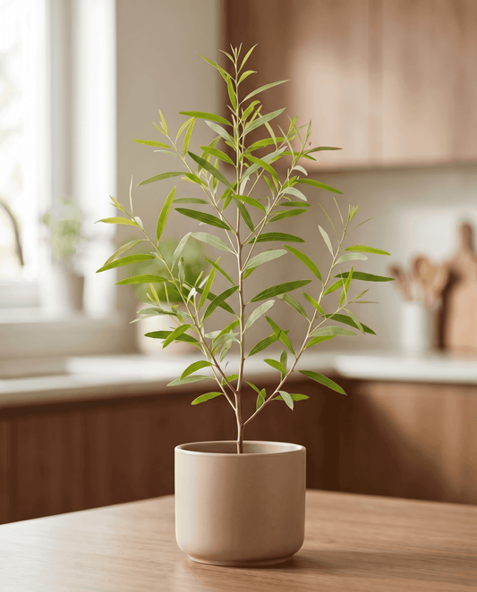 Zitroneneukalyptus (Eucalyptus citriodora) – mehrjährige Kräutersamen von SeedsChoice