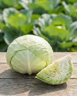 Flache Weißkohlsamen Spring Salute F1 Brassica Oleracea einjährige F1-Hybride