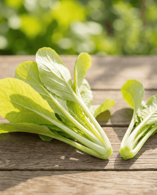 Stielmus Yellow (Brassica pekinensis) – einjährige Gemüsesamen von SeedsChoice