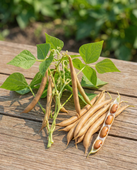Buschbohnensamen Brown Dutch Phaseolus Vulgaris einjährig 25g