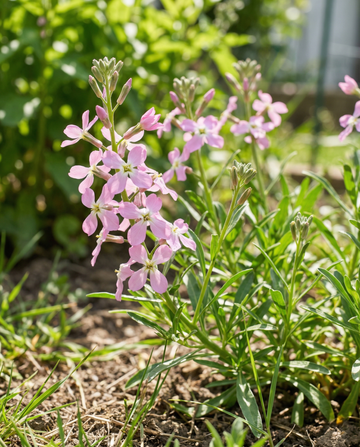 Nachtviole Rosa (Matthiola longipetala) – einjährige Blumensamen von SeedsChoice